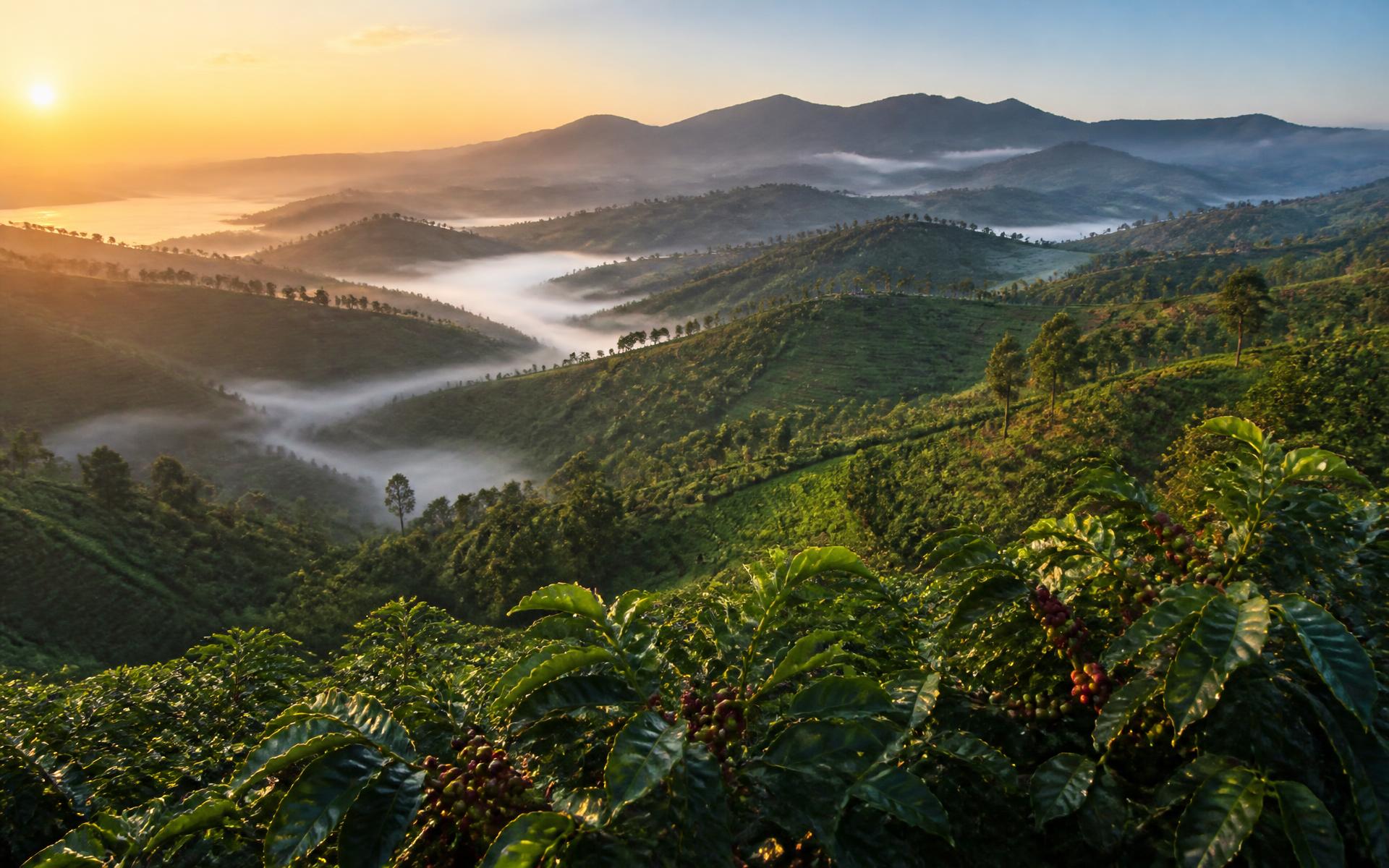 Kaffeeterrassen in Nyamasheke, Ruanda, im Morgennebel bei Sonnenaufgang